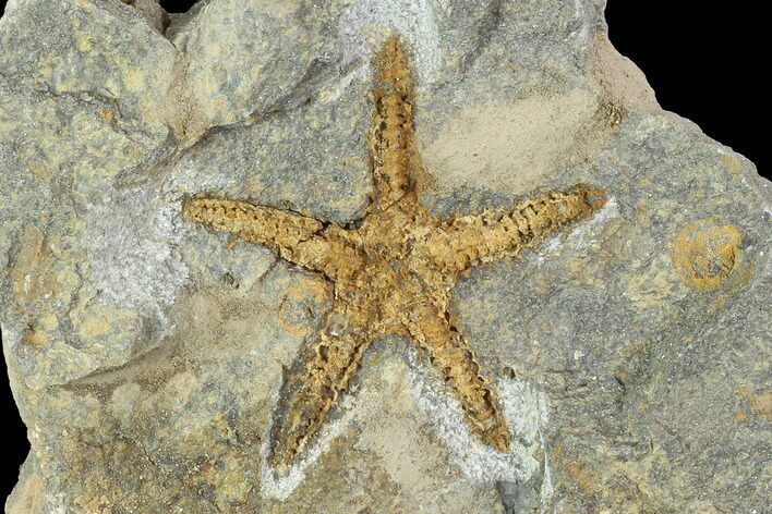 Ordovician Starfish (Petraster?) Fossil - Morocco #100499